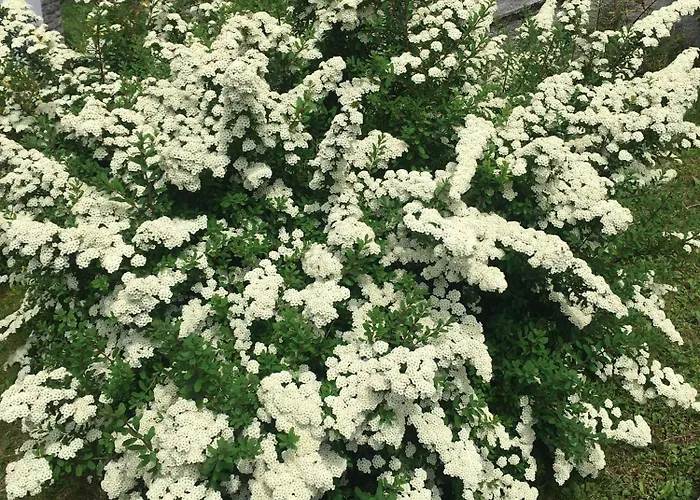 Villa Lucia Appartamento Fiore